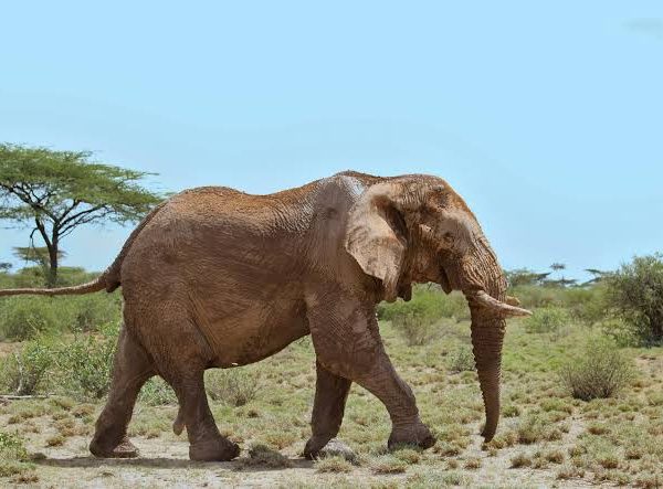 Why Park Fees Rise: How Revenue Funds Anti Poaching and Local Schools
