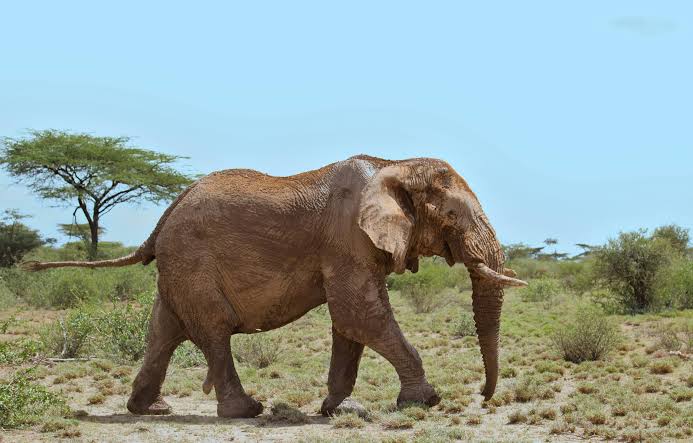 Why Park Fees Rise: How Revenue Funds Anti Poaching and Local Schools