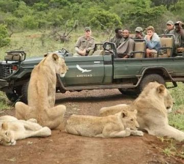 Why Predators Ignore Safari Vehicles