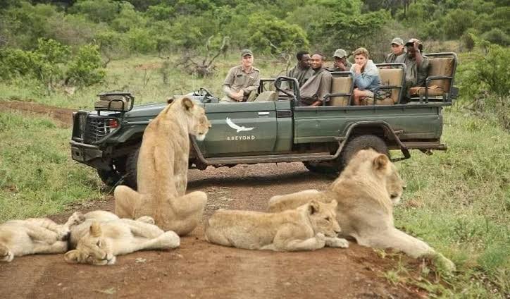 Why Predators Ignore Safari Vehicles