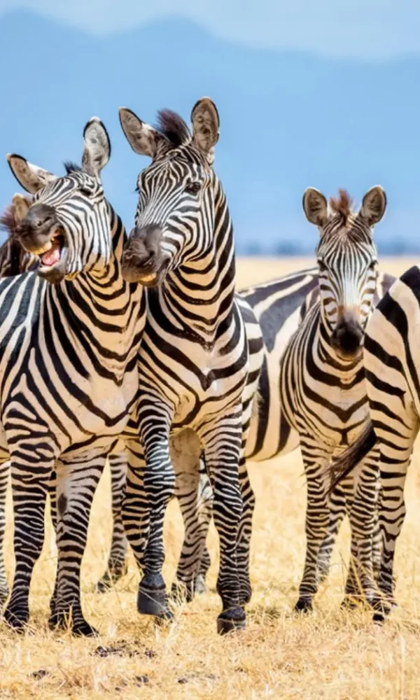 Why Zebras Have Stripes: What Science Reveals