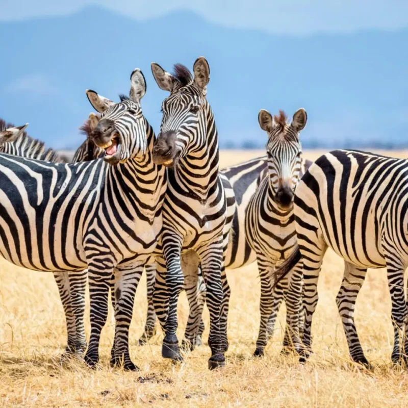 Why Zebras Have Stripes: What Science Reveals