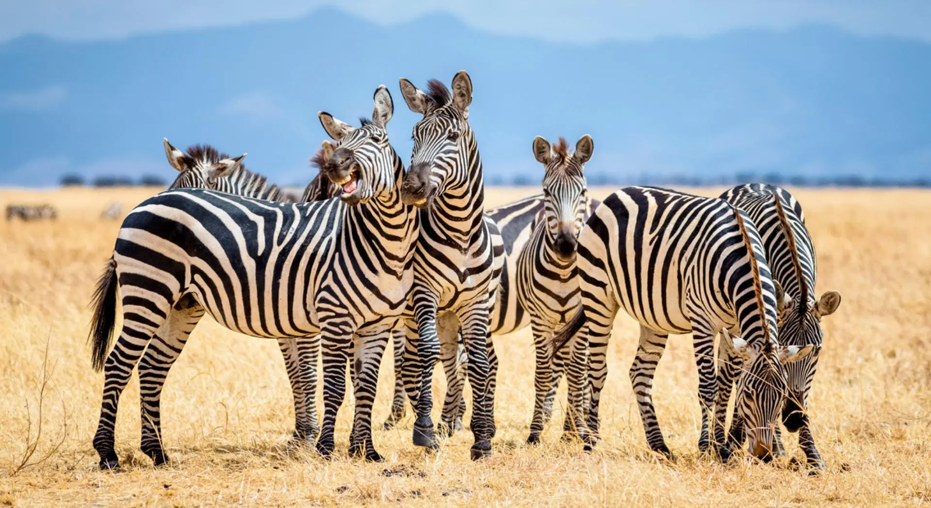 Why Zebras Have Stripes: What Science Reveals