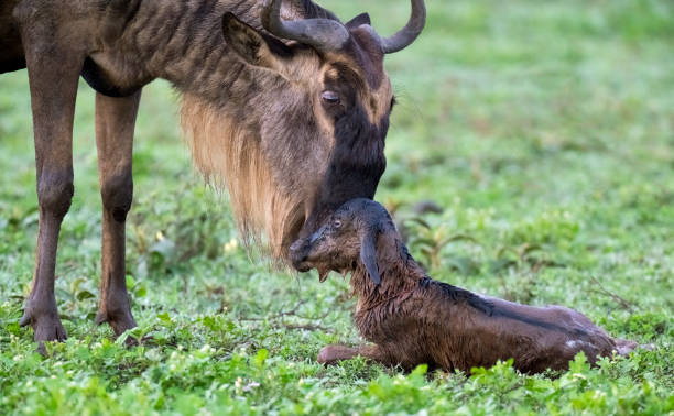 How Wildebeest Calves Stand Within Minutes of Birth