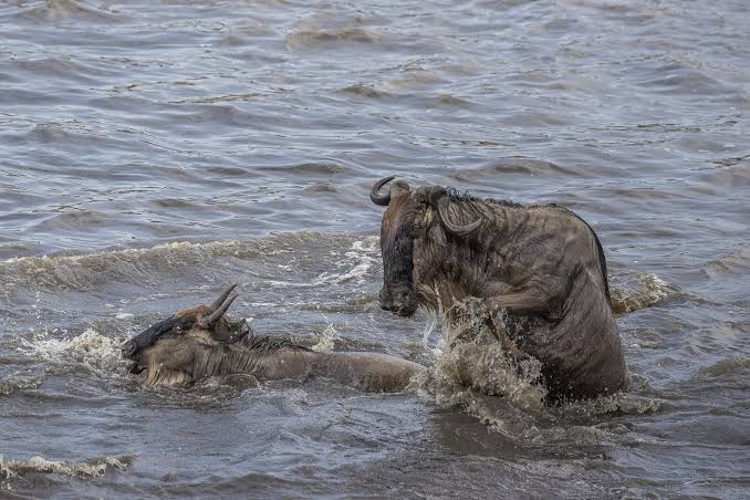 What Becomes of the Wildebeest That Do Not Survive a Crossing