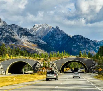 Wildlife Corridors: Why Animals Need Room to Move