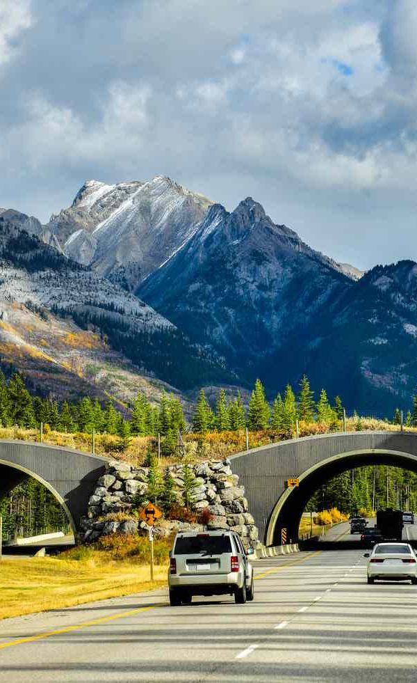 Wildlife Corridors: Why Animals Need Room to Move
