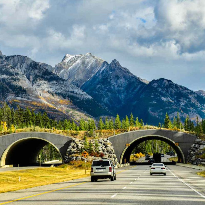 Wildlife Corridors Wildlife Corridors: Why Animals Need Room to Move