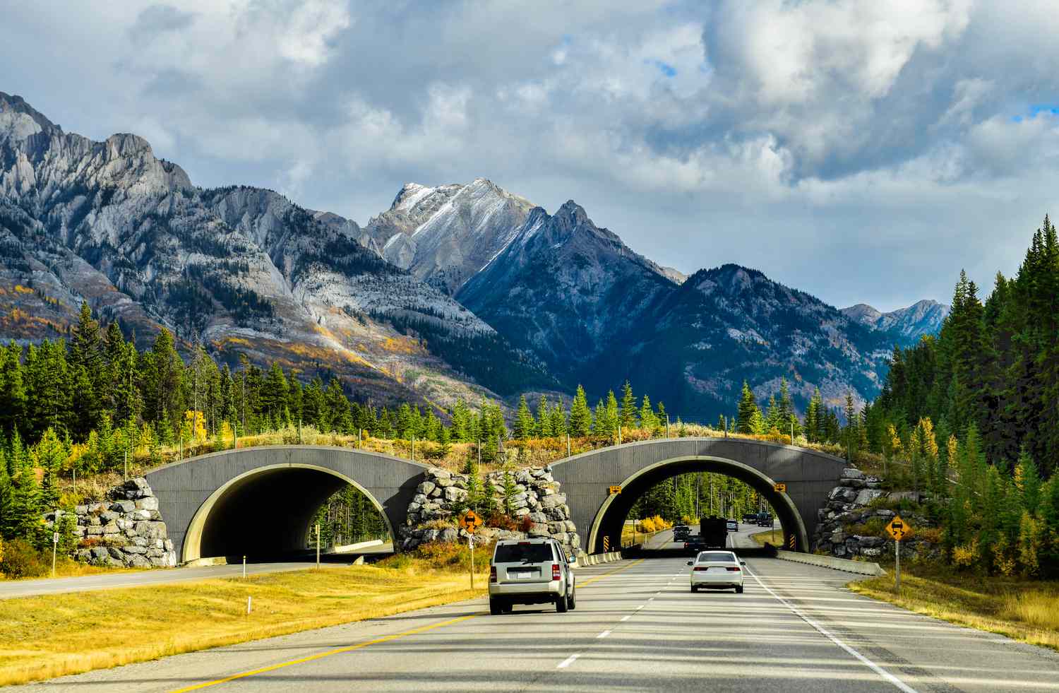 Wildlife Corridors: Why Animals Need Room to Move