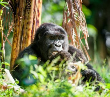 World Gorilla Day on 24 September: How Uganda and Rwanda Mark It