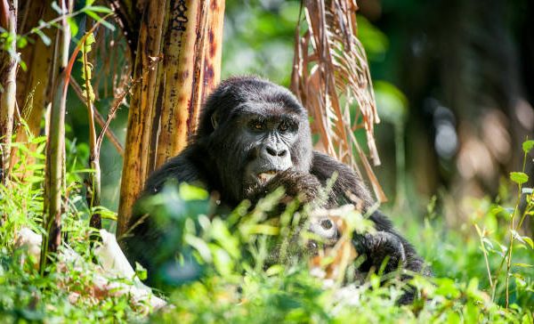 World Gorilla Day on 24 September: How Uganda and Rwanda Mark It