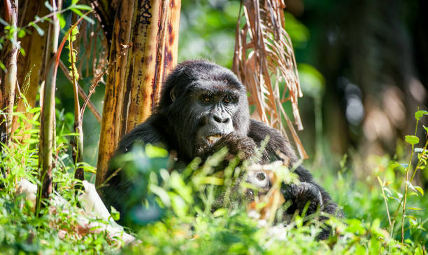 World Gorilla Day on 24 September: How Uganda and Rwanda Mark It