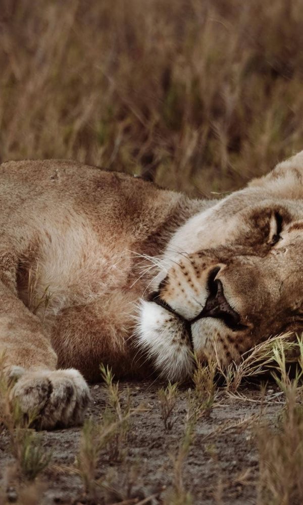 Etosha national park tips 600x1000