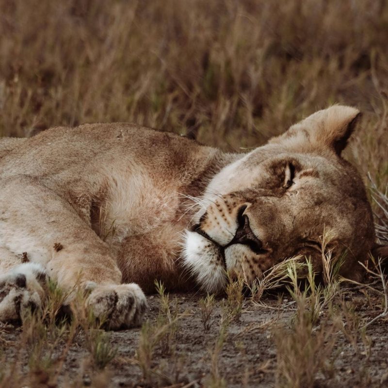 etosha-national-park-tips etosha-national-park-tips