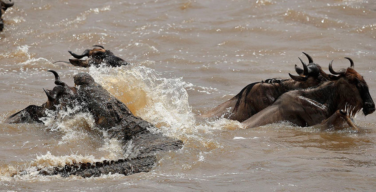 Grumeti River Crossings in the Western Corridor