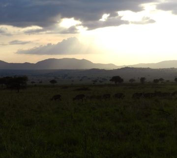 Kidepo3 1 360x320