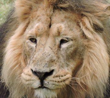 Lion1 360x320