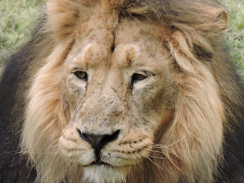 Lion1