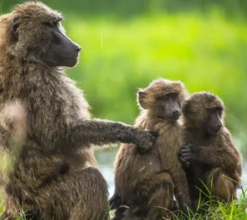 Olive baboons on safari, their troop behaviour, feeding habits and practical tips for protecting your snacks in Uganda's national parks 