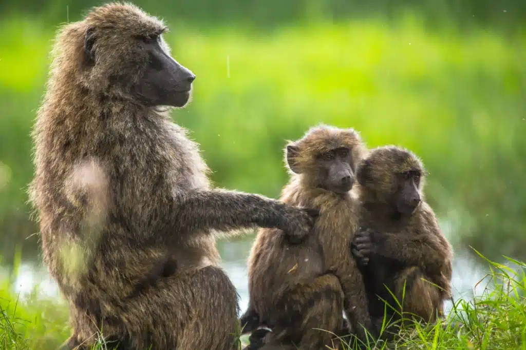 Olive baboons on safari, their troop behaviour, feeding habits and practical tips for protecting your snacks in Uganda's national parks
