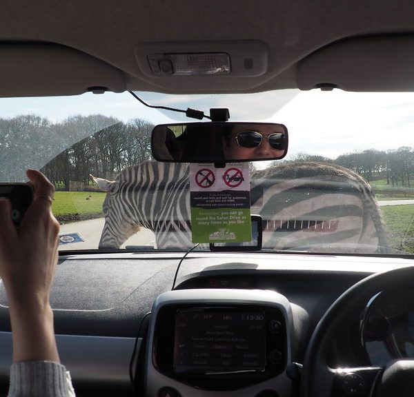 Self drive4 600x576