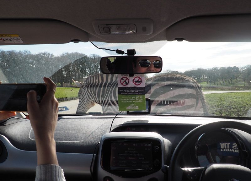 self drive4 self drive4