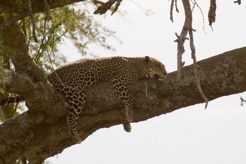 Serengeti 3