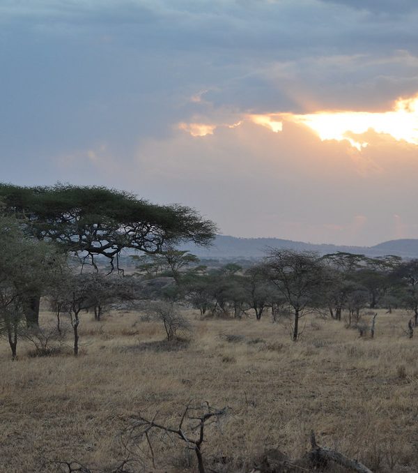 Serengeti5 600x678