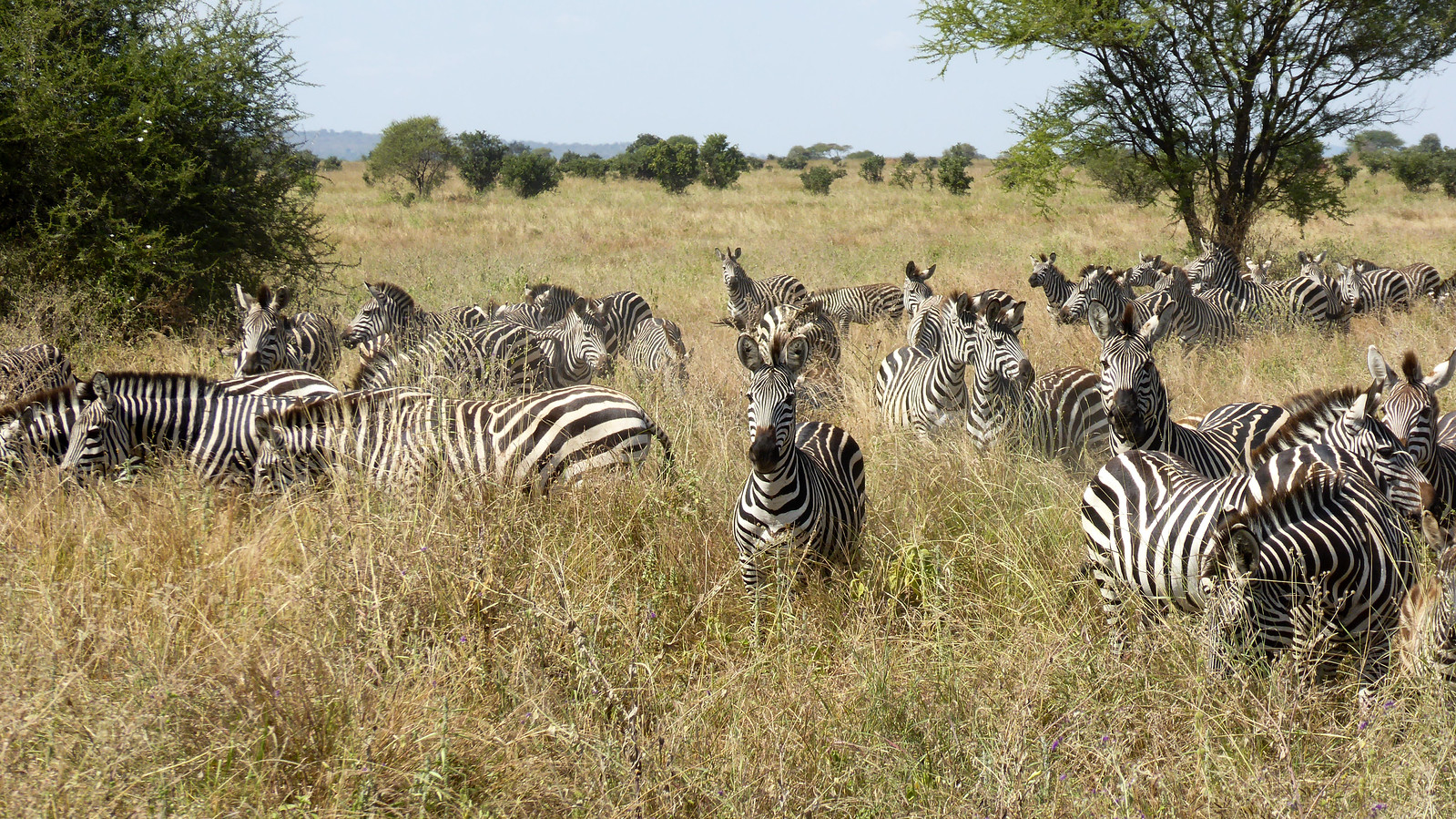 Tanzania 3