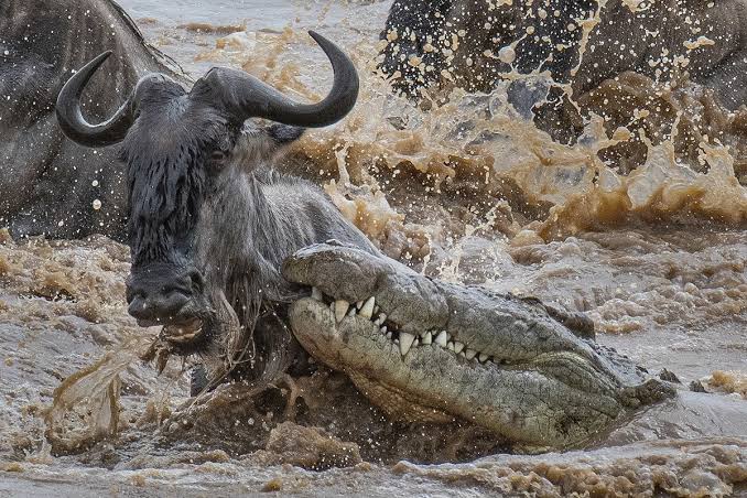 Why Wildebeest Hesitate at the Mara River Before a Crossing